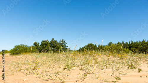 Sand dune with coastal sedge and yellow flowers against the background of a pine grove under a blue cloudless sky