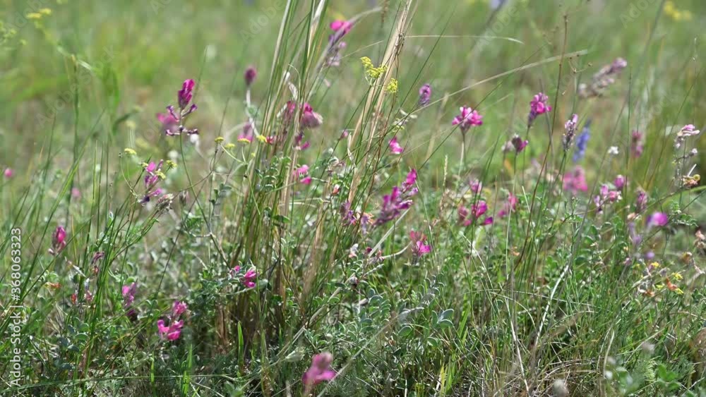 The wind sways the grass on a hot summer day in the steppe. The wind sways the grass on a hot summer day in the steppe.