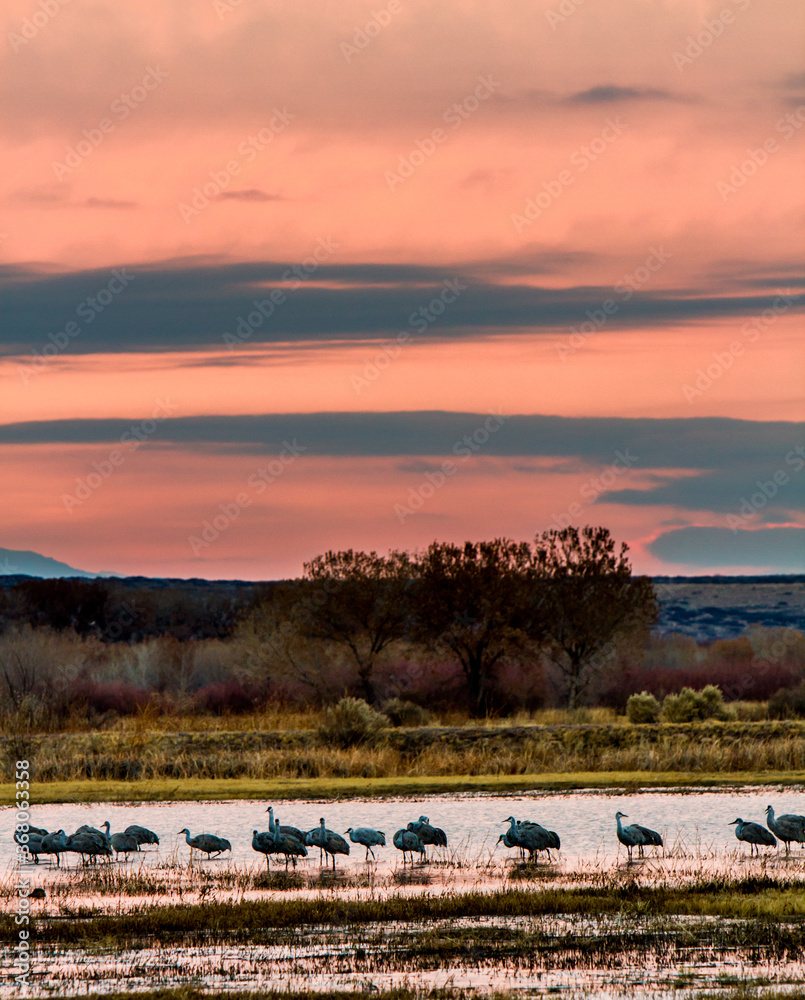 sandhill cranes at sunset  in a wetland at Bosque del Apache wildlife Refuge, New Mexico