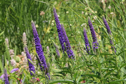Garten mit blauer Zierpflanze im Sommer, Veronica spicata, Ähriger Ehrenpreis