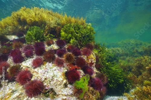 Photography Group of purple sea urchins with algae underwater, Atlantic ocean, Galicia, Spai