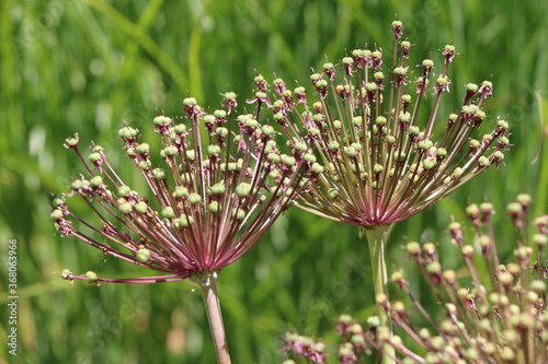 Hobbygarten, verblühte Pflanzen im Garten mit Samenkapseln als Dekoration oder für Blumensträuße verwenden
