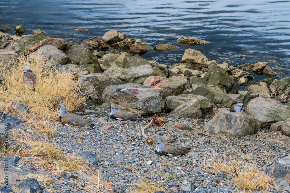Fototapeta premium Southern Lapwing (Vanellus chilensis) in Ushuaia area, Land of Fire (Tierra del Fuego), Argentina