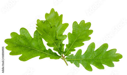 Oak leaves isolated on white, top view