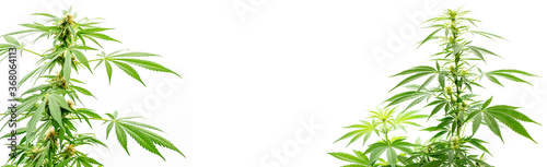 Cannabis  Hanfbl  tter und wei  er Hintergrund isoliert als Banner.