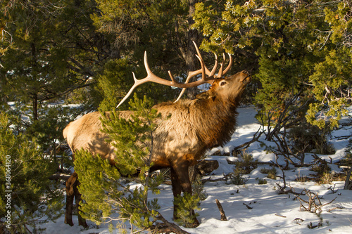 A Rocky Mountain bull elk  on the south rim of the Grand Canyon  brousing on juniper berries and pine boughs.