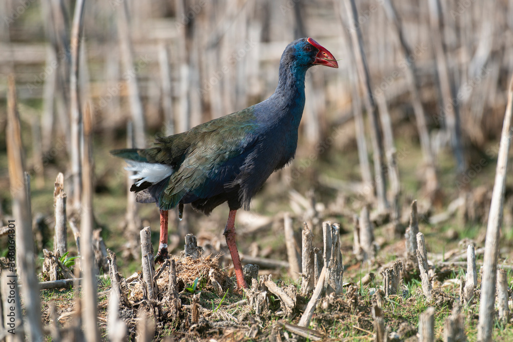 Talève sultane, Poule sultane, .Porphyrio porphyrio, Western Swamphen Talève sultane, Poule sultane, .Porphyrio porphyrio, Western Swamphen