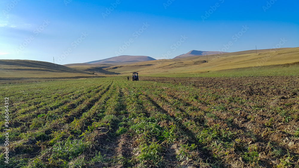 Green field of potato crops in a row. In the distance, a Tractor is getting a crop of potatoes, and a man is standing next to the Tractor. Spring period.