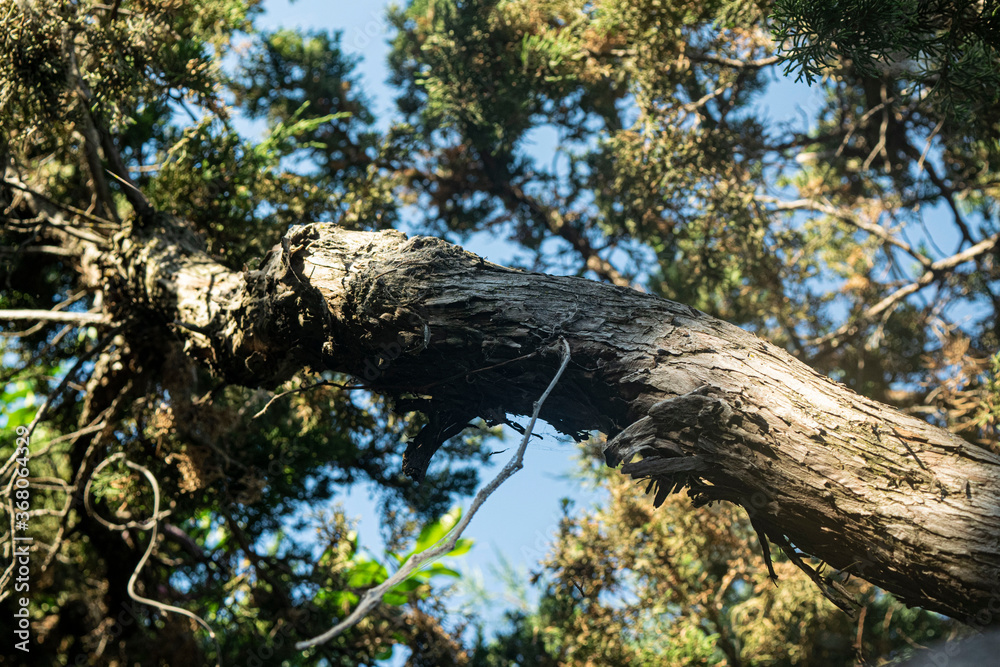 Fototapeta premium trunk of a tree
