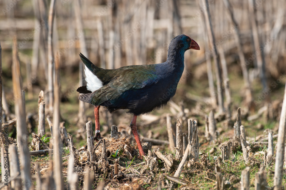 Talève sultane, Poule sultane, .Porphyrio porphyrio, Western Swamphen Talève sultane, Poule sultane, .Porphyrio porphyrio, Western Swamphen