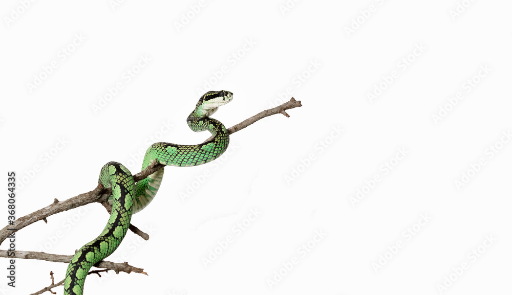 Obraz premium Palm Viper 8