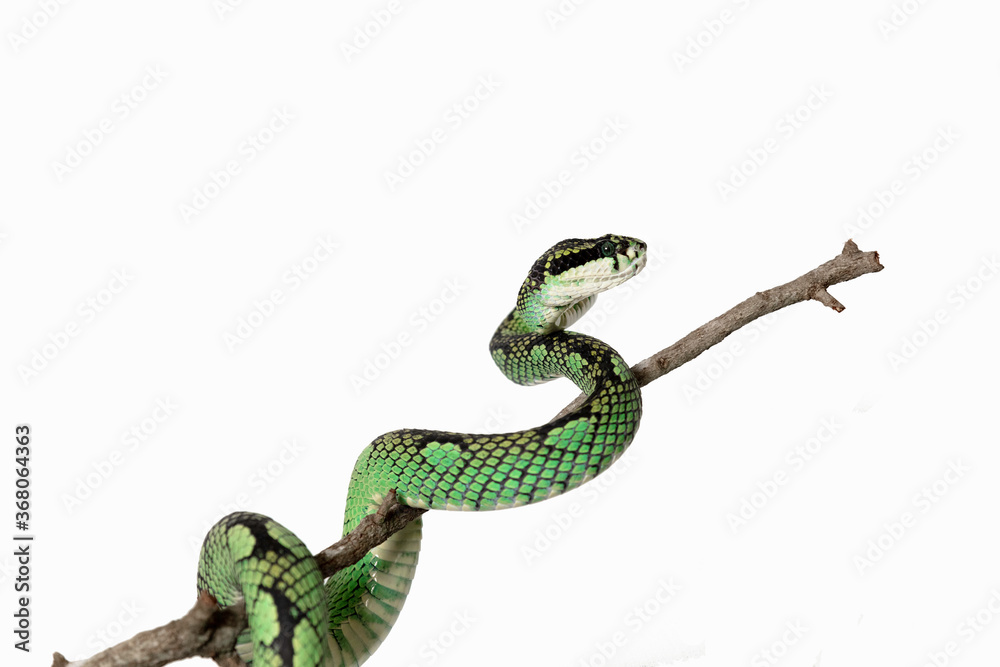 Obraz premium Palm Viper 7