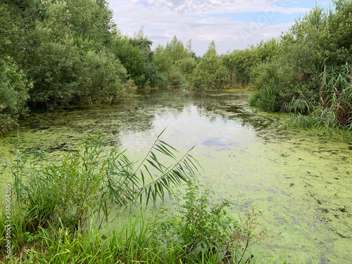 Russia, Moscow region,  small pool on a pond  in the summer in cloudy day photo