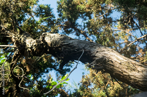 trunk of a tree