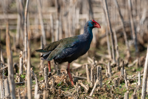 Talève sultane, Poule sultane, .Porphyrio porphyrio, Western Swamphen