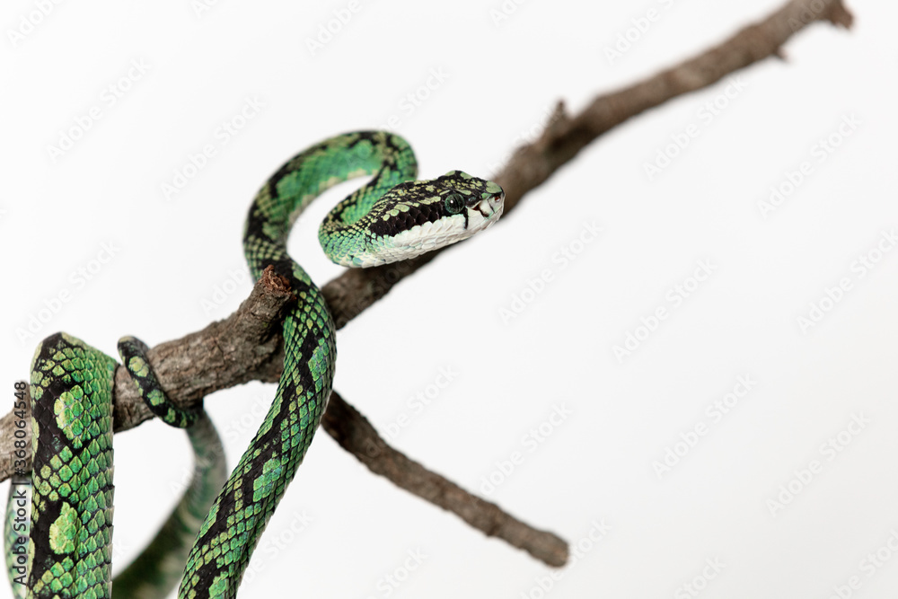 Naklejka premium Palm Viper 2