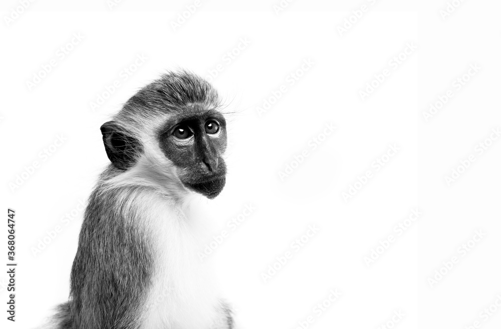 Obraz premium Monkey Portrait 2