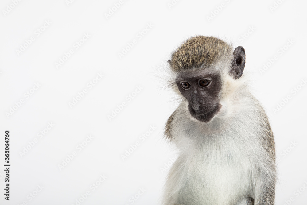Monkey Portrait 1 Monkey Portrait 1