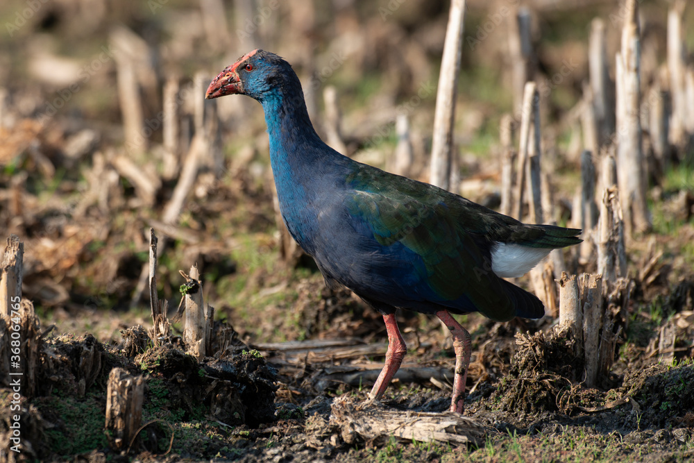 Talève sultane, Poule sultane, .Porphyrio porphyrio, Western Swamphen Talève sultane, Poule sultane, .Porphyrio porphyrio, Western Swamphen