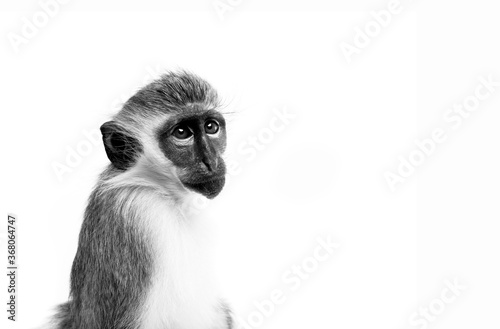 Monkey Portrait 2