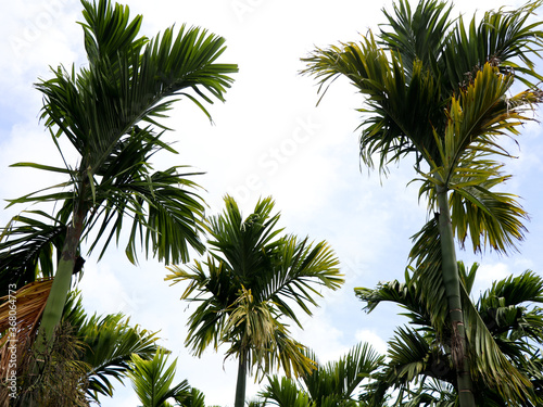 Top of areca nut or betel nut trees against the sky
