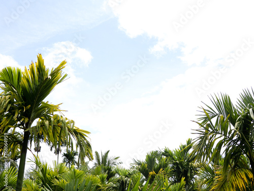 Top of areca nut or betel nut trees against the sky photo