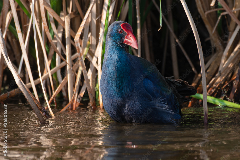 Obraz premium Talève sultane, Poule sultane, .Porphyrio porphyrio, Western Swamphen