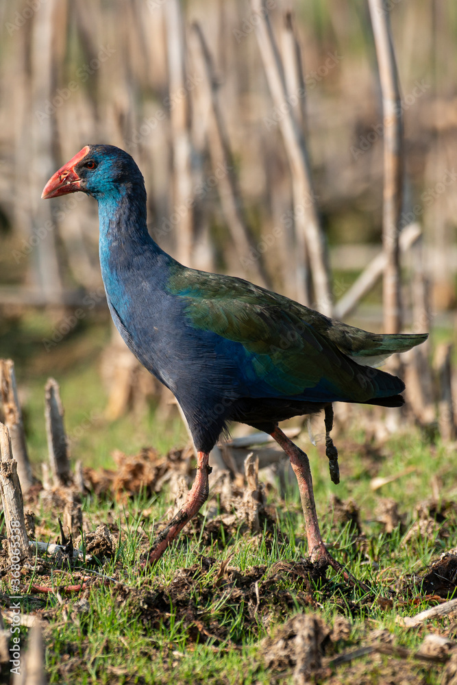 Talève sultane, Poule sultane, .Porphyrio porphyrio, Western Swamphen Talève sultane, Poule sultane, .Porphyrio porphyrio, Western Swamphen