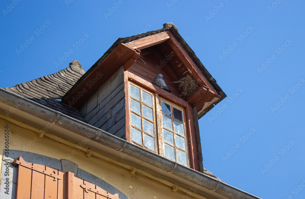 Upper storey with dove and nest outside. Facade of old wooden building. Birds and exterior of old house. Attic window with pigeon. Ancient building on blue sky background. Upper storey with dove and nest outside. Facade of old wooden building. Birds and exterior of old house. Attic window with pigeon. Ancient building on blue sky background.