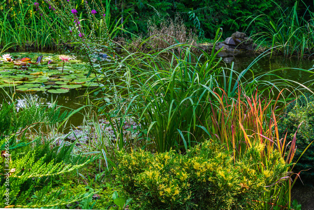 Magical garden pond with blooming water lilies and lotuses. In foreground are evergreen junipers and unique plants. Evergreens on opposite side are reflected in water. Atmosphere of calm and happiness Magical garden pond with blooming water lilies and lotuses. In foreground are evergreen junipers and unique plants. Evergreens on opposite side are reflected in water. Atmosphere of calm and happiness