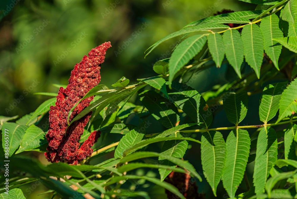 Red candle made of seeds on branch of tree Rhus typhina (Staghorn sumac, Anacardiaceae). Bright carved green leaves of sumac grow on flexible branch. Natural texture background. Red candle made of seeds on branch of tree Rhus typhina (Staghorn sumac, Anacardiaceae). Bright carved green leaves of sumac grow on flexible branch. Natural texture background.