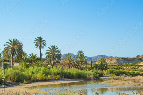 Nice tropical landscape with river and palm trees