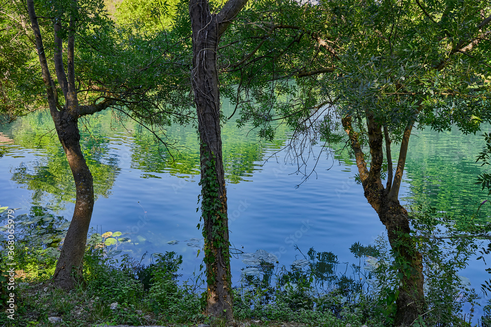 trees on the shore of a mountain lake