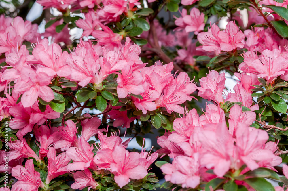 Indian Azalea (Rhododendron simsii) in greenhouse Indian Azalea (Rhododendron simsii) in greenhouse