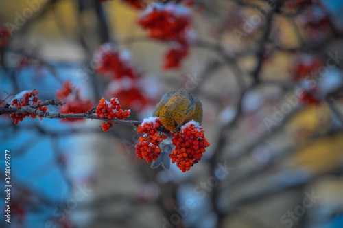 red berries on a branch