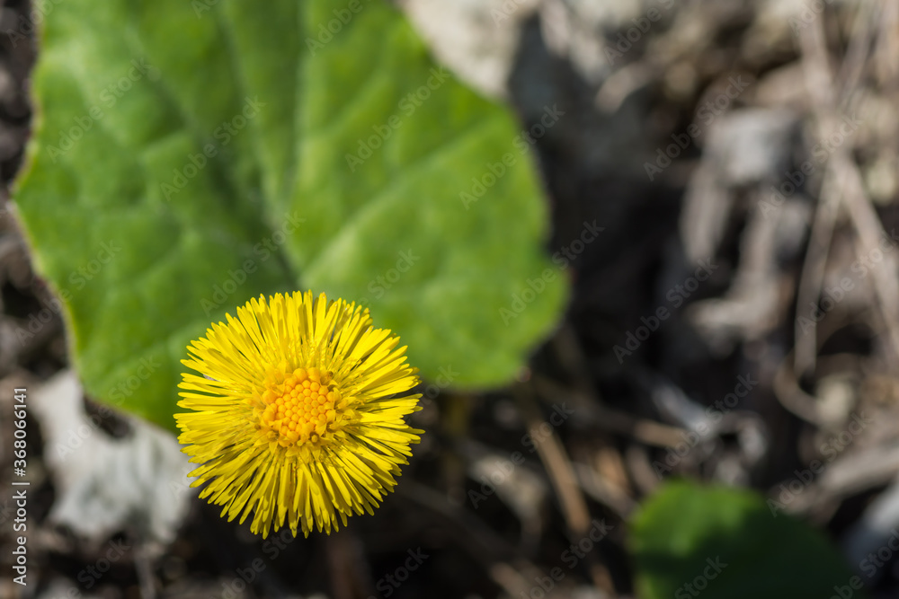 yellow coltsfoot in a lime soil in spring yellow coltsfoot in a lime soil in spring