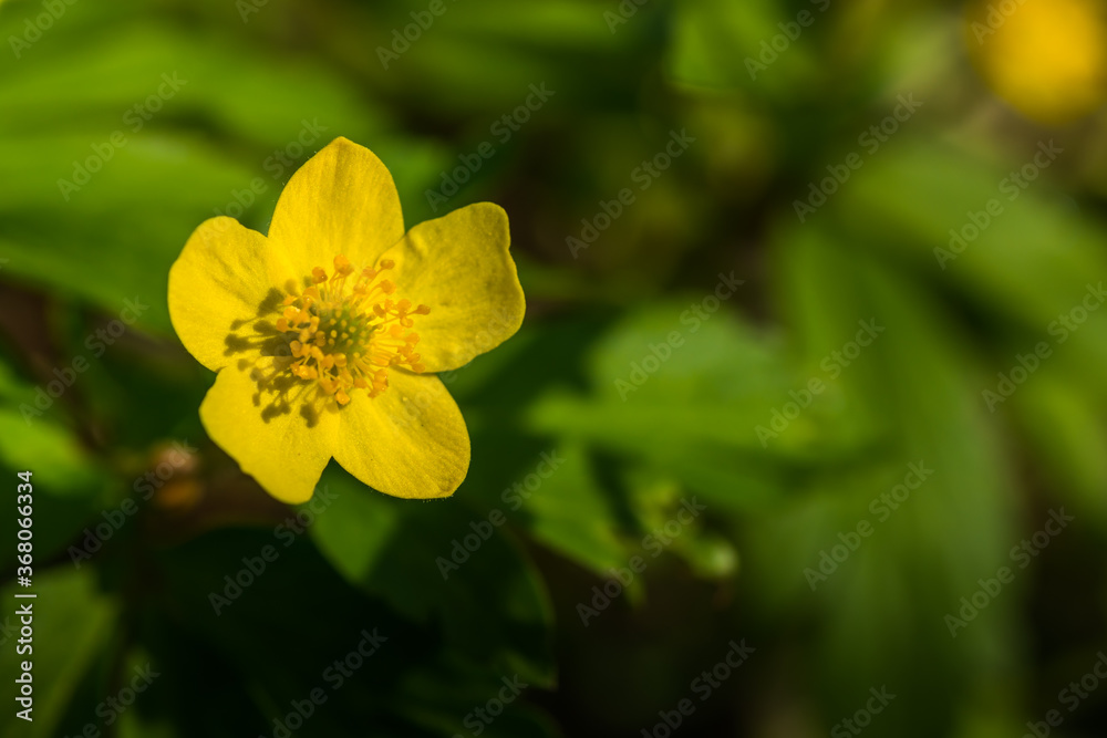 yellow flower in the sun and nature yellow flower in the sun and nature