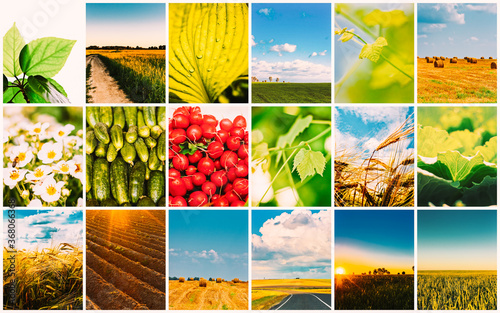 Harvest Concepts. Cereal Collage