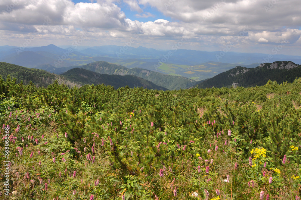 Lato w Tatrach Zahodnich, Słowacja - obrazy, fototapety, plakaty 