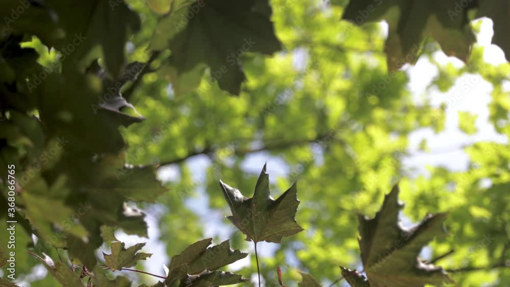 trees and leaves with focus change trees and leaves with focus change