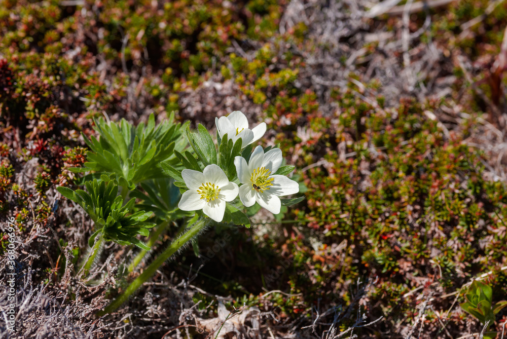Narcissus-flowered Anemone (Anemonastrum narcissiflorum) at Chowiet Island, Semidi Islands, Alaska, USA