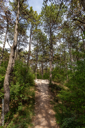 Hiking path in the woods near the village of Zsambek, Hungary