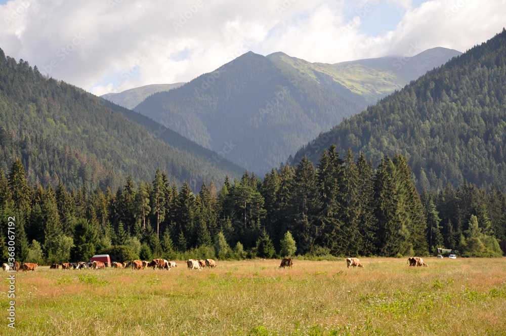 Stado krów na łące pod Tatrami