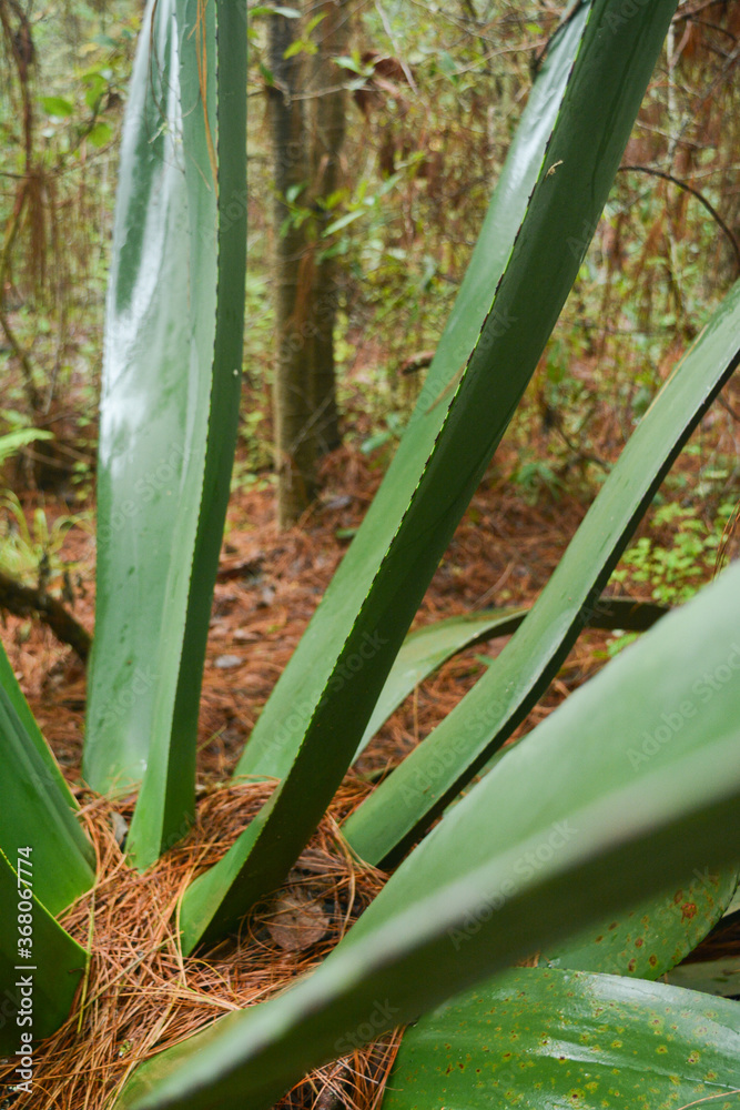 Obraz premium el terrero
