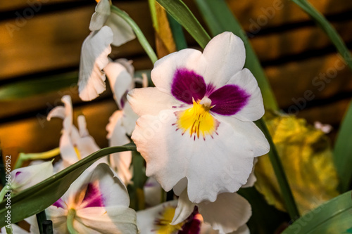 Fototapeta Naklejka Na Ścianę i Meble -  Pansy Orchid (Miltonia cv) in greenhouse