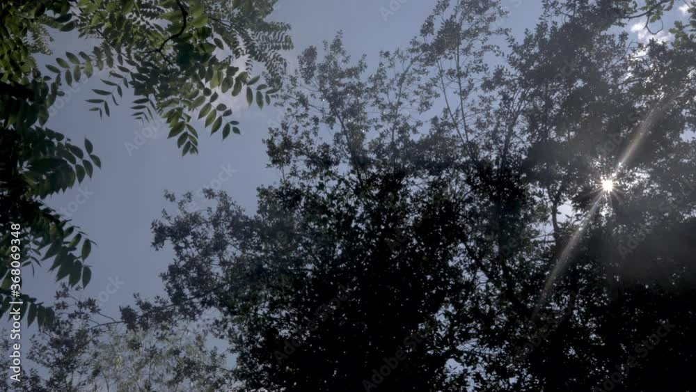 spinning video of trees and sky low angle view spinning video of trees and sky low angle view