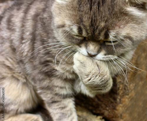 A gray tabby cat sits on a log and washes, cleans and bites its paw.