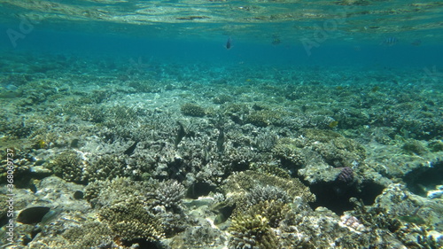 Fototapeta Naklejka Na Ścianę i Meble -  Red Sea diving