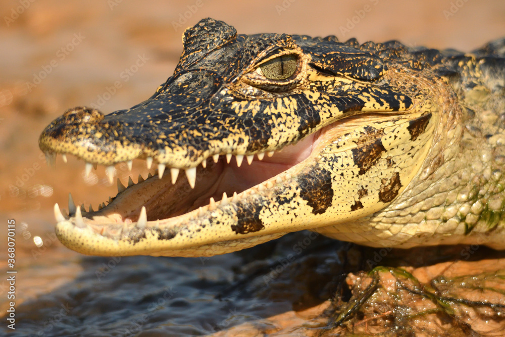 Fototapeta premium alligator in the everglades