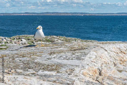 Great blackbacked gull at Maseskar in Sweden photo